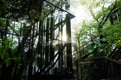 Low angle view of trees in forest