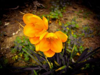 Close-up of yellow flower blooming outdoors