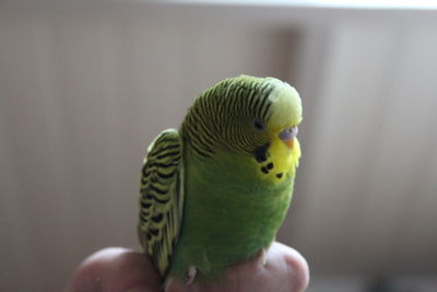 Cropped hand of person holding parrot outdoors