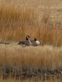 Side view of two birds on grass