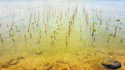 High angle view of starfish on plants