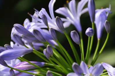 Close-up of purple flowers blooming outdoors