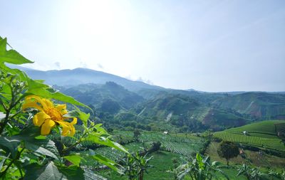 Scenic view of field and mountains against sky