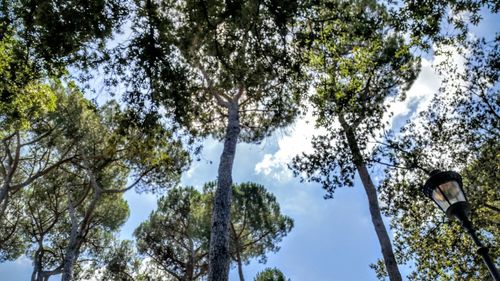 Low angle view of tree against sky