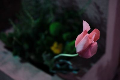 Close-up of pink flower