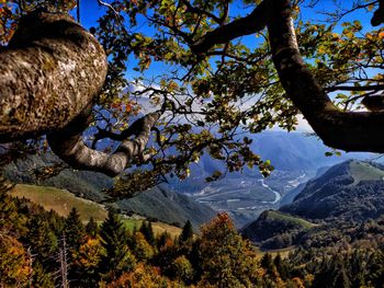 Low angle view of tree against sky