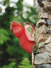 Close-up of red flowering plant