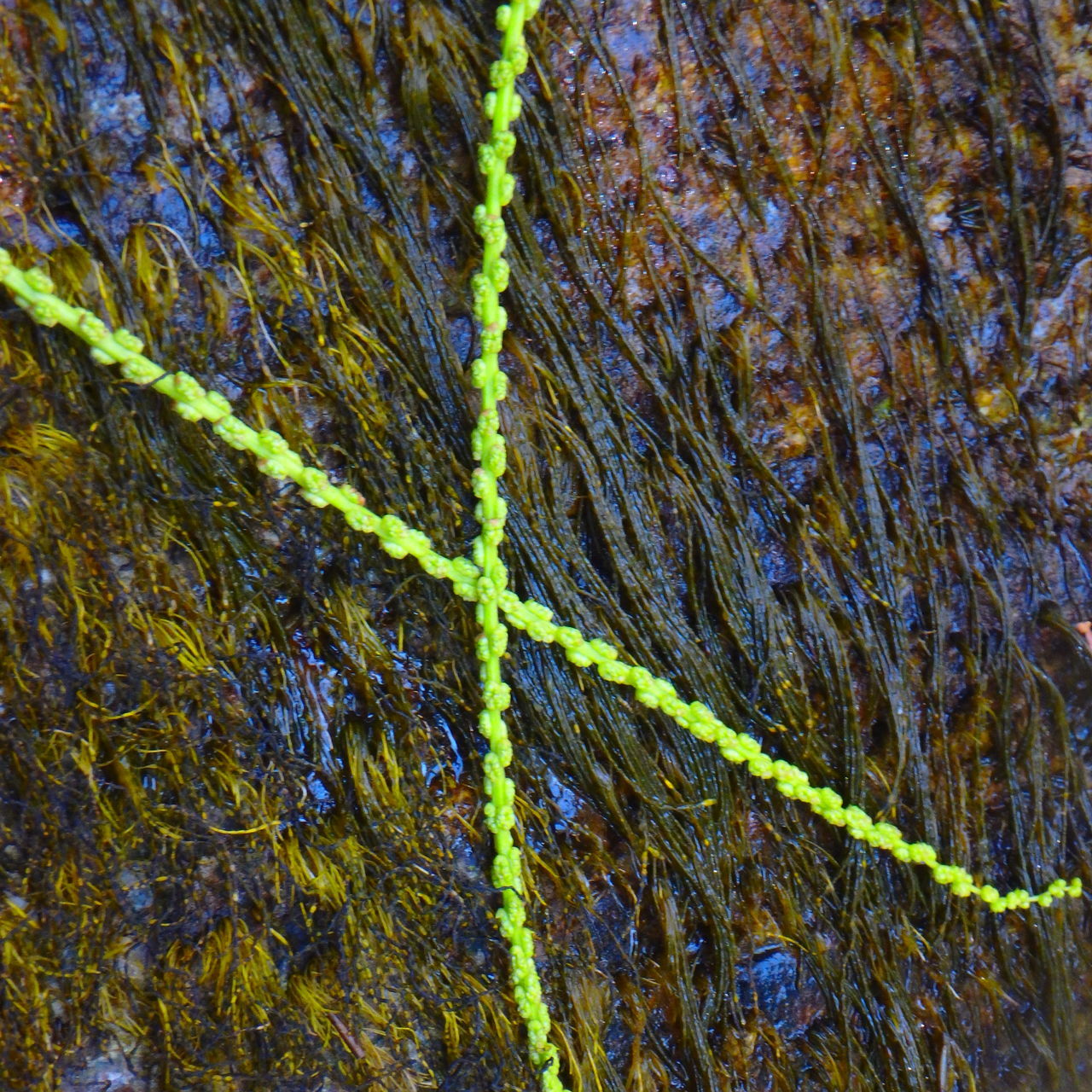 leaf, green, no people, full frame, nature, day, backgrounds, sunlight, yellow, pattern, forest, close-up, high angle view, textured, tree, outdoors, water, reflection, branch, autumn, grass, rope, plant