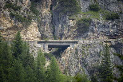 View of bridge in forest