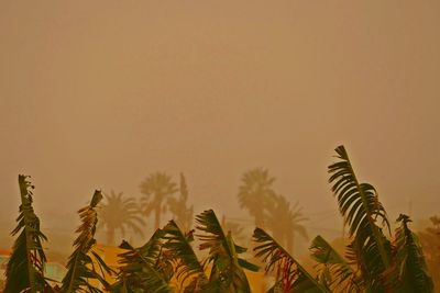 Close-up of plants against clear sky during sunset