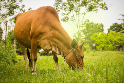 Horse grazing in field