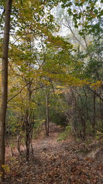 Trees in forest