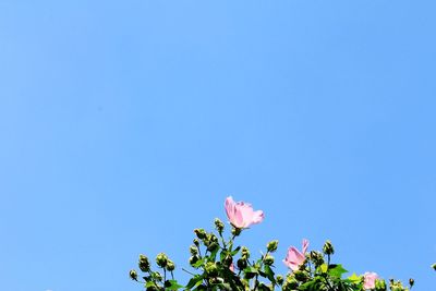 Low angle view of flowers against clear blue sky