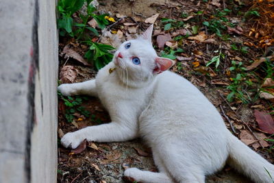 View of a cat lying on land