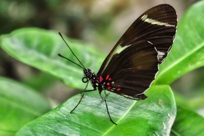 Close-up of butterfly on leaf