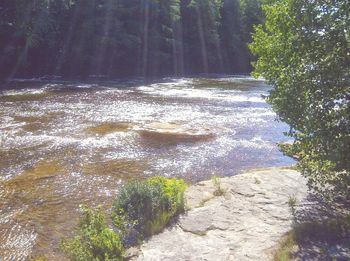 Stream flowing through forest