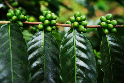 Close-up of berries growing on tree