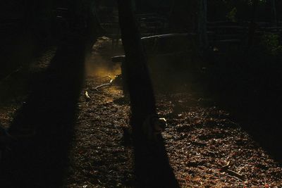 View of trees in the forest