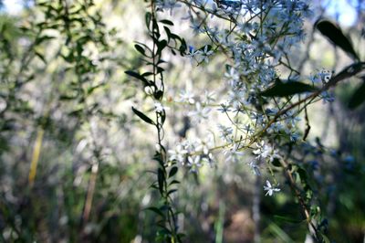 Apple blossoms in spring