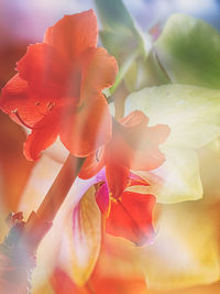 Close-up of orange flower