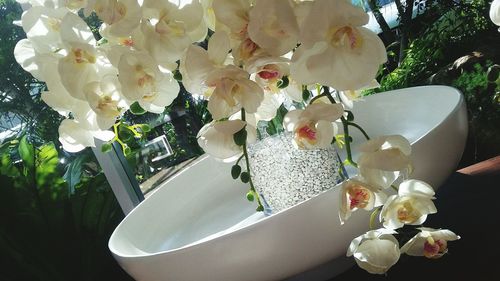 Close-up of white flowers