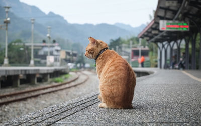 Cat sitting on railroad track