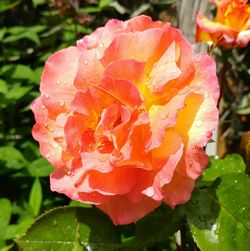 Close-up of pink rose blooming in park