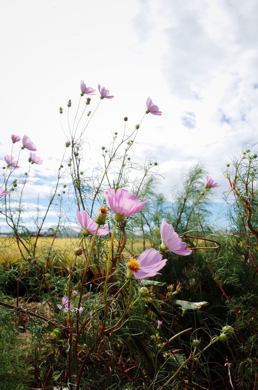 CLOSE-UP OF PINK CROCUS FLOWERS ON FIELD