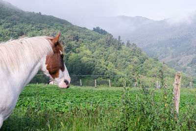 Horses in a field
