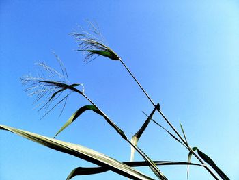 Low angle view of stalks against blue sky