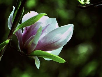 Close-up of purple flowering plant