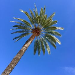 Low angle view of palm tree against blue sky