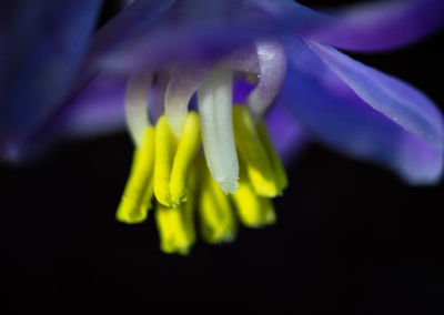 Close-up of yellow flower blooming outdoors