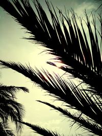 Low angle view of palm tree against sky