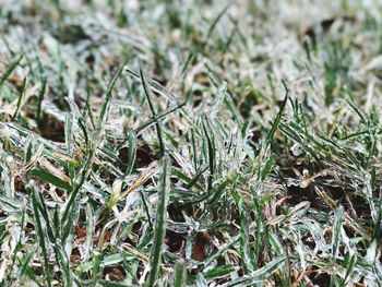 Close-up of plants