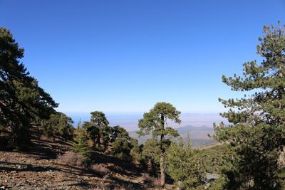 Trees on landscape against clear blue sky