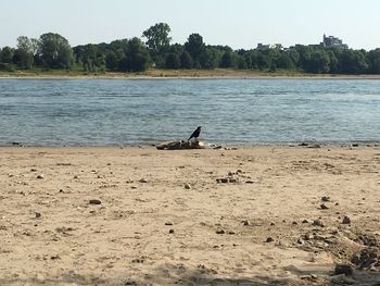 View of birds on beach