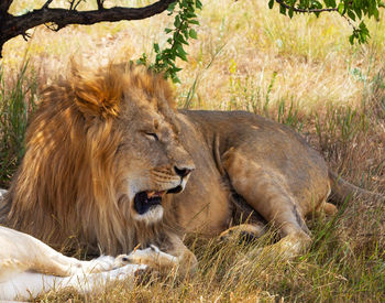 Lion relaxing on a land