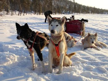 Dogs on snow covered field