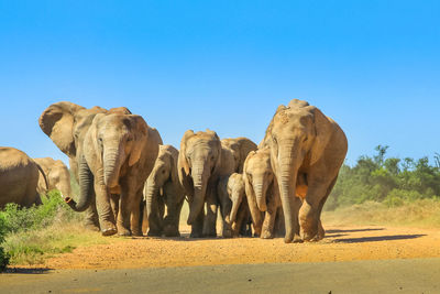 View of elephant on road against clear blue sky