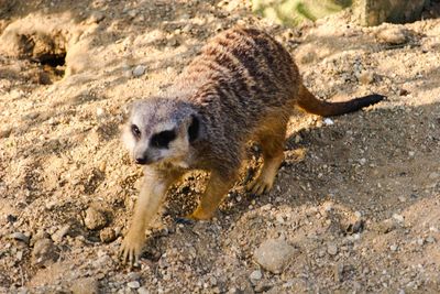 one animal