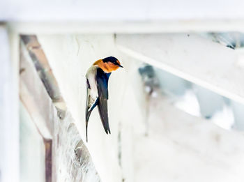 Close-up of bird perching outdoors