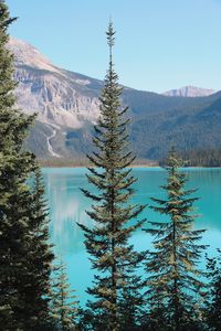 Pine trees on snowcapped mountains against sky