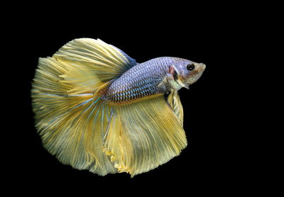 Siamese fighting fish, betta splendens,yellew fish on a black background, halfmoon betta,