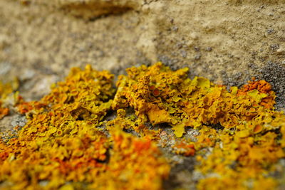 Close-up of lichen on yellow leaf