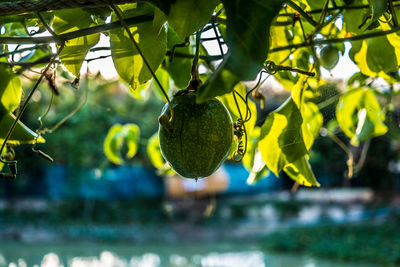 Close-up of fruits growing on tree