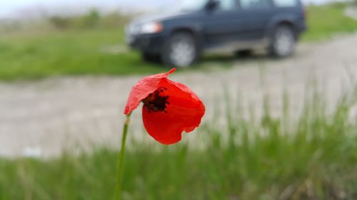 Close-up of red poppy flower