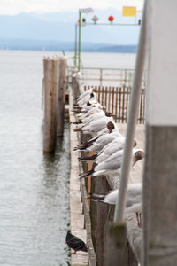 Birds perching on railing by sea