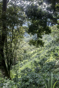 Trees in forest