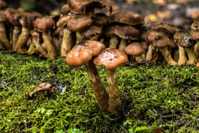 Close-up of mushrooms on grass